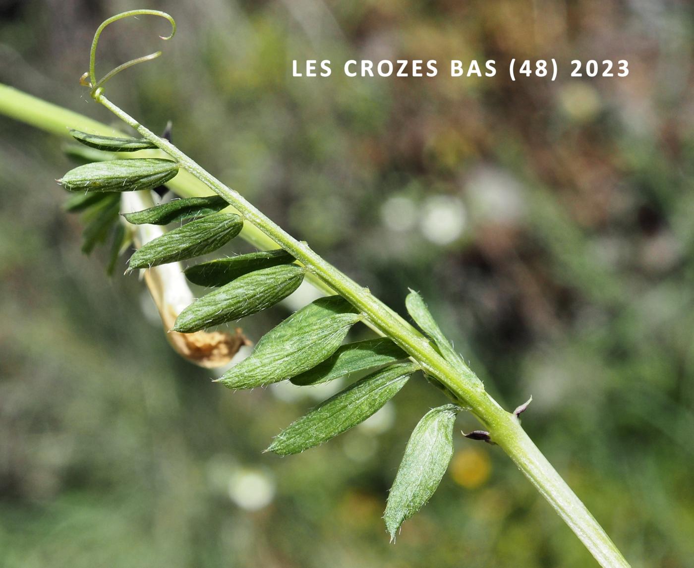 Vetch, Yellow leaf